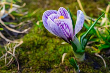 Güzel menekşe krokus portresi, crocus 'un makro bahar fotoğrafı, açık krokus..