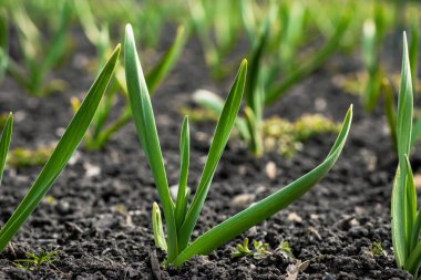 Baharın güneşli bir gününde genç sarımsak filizleri.