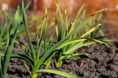 Baharın güneşli bir gününde genç sarımsak filizleri.