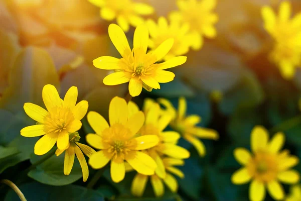 Caltha Palustris Sarı Yapraklı Bataklık Bitkisi Lkbaharda Avrupa Nın Ormanlık — Stok fotoğraf