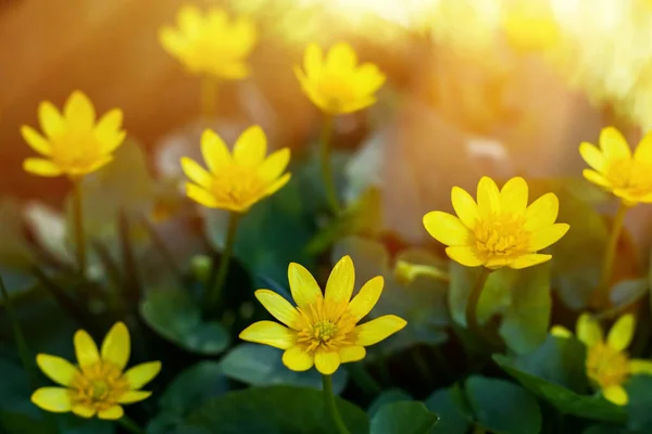 Caltha Palustris Sarı Yapraklı Bataklık Bitkisi Lkbaharda Avrupa Nın Ormanlık — Stok fotoğraf