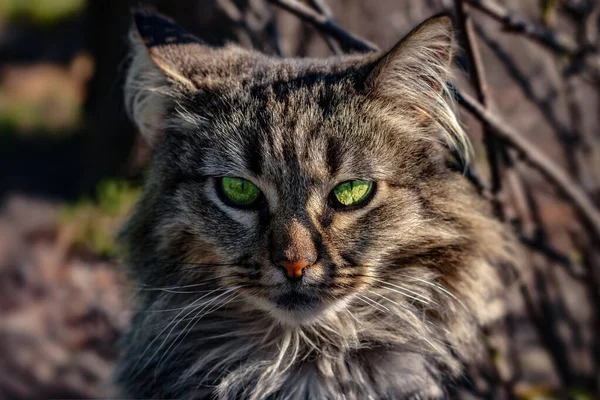 Retrato Gato Cinzento Com Olhos Verdes Gato Está Sentado Grama — Fotografia de Stock