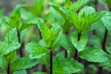 Taze yeşil nane. Bitki yetiştirme arka planı