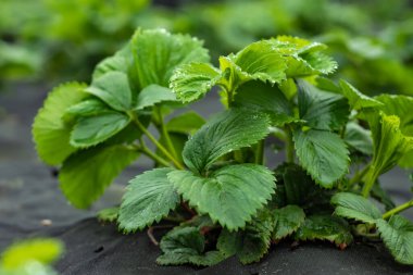 Koyu siyah bodur deliğinde yeşil çilek bitkisi.