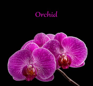 Beautiful purple Phalaenopsis orchid flowers with water drops, on black background.