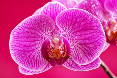 Purple orchid flower phalaenopsis, with water drops phalaenopsis or falah on a pink background. Purple phalaenopsis flowers. known as butterfly orchids