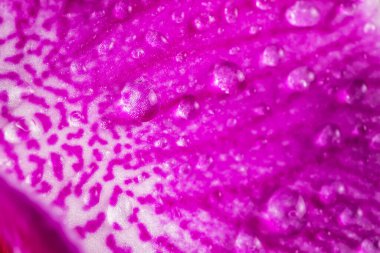 Sığ alan derinliğinde su damlaları olan bir orkidenin makro fotoğrafı