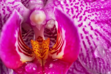 Sığ alan derinliğinde su damlaları olan bir orkidenin makro fotoğrafı