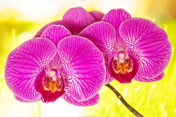 Flover Rosa Phalaenopsis Orquídea Del Dendrobium Polilla Orquídea Fondo — Foto de Stock