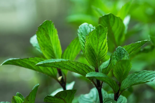 stock image Fresh leaves green mint. Plant grow background