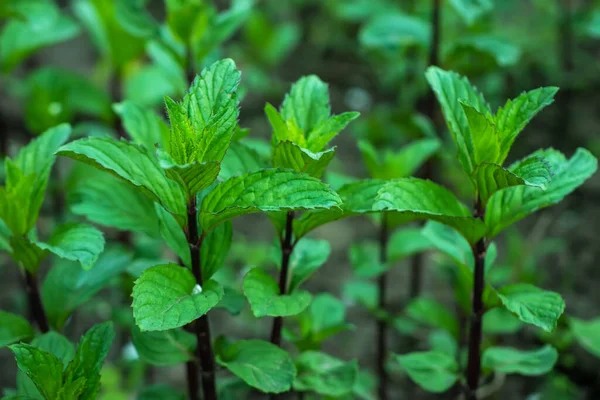 Taze yeşil nane. Bitki yetiştirme arka planı