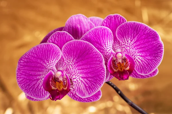 黄金色の背景に紫色の蘭の花の頭状花 頭状花 または鷹を咲かせます 紫色の花を咲かせます 蝶蘭と呼ばれる — ストック写真
