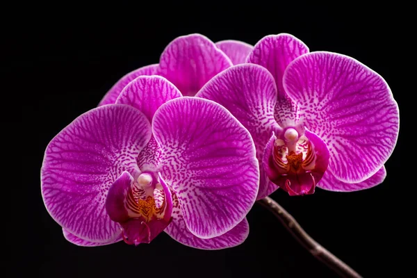 黒地に紫色の蘭の花の頭状花 頭状花 または鷹を咲かせます 紫色の花を咲かせます 蝶蘭と呼ばれる — ストック写真