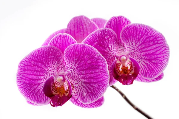 白い背景に隔離された水滴を持つ美しい紫色のファラエンシス蘭の花 — ストック写真