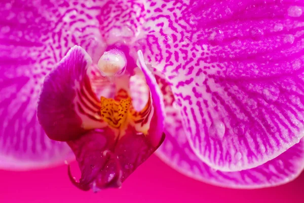 Flor Orquídea Púrpura Phalaenopsis Con Gotas Agua Phalaenopsis Falah Sobre — Foto de Stock