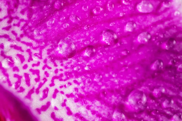 Macro Photo Orchid Water Drops Shallow Depth Field — Foto de Stock