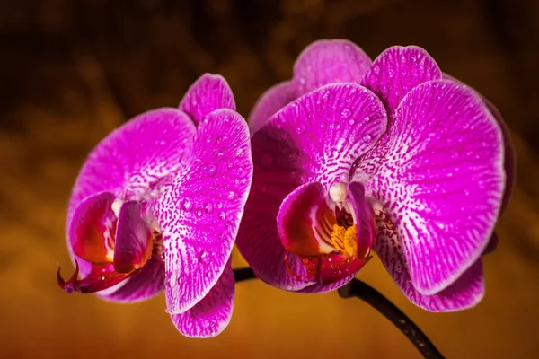 紫色の蘭の花の頭状花で 水が黄金の背景に頭状花やファラーをドロップします 紫色の花を咲かせます 蝶蘭と呼ばれる — ストック写真