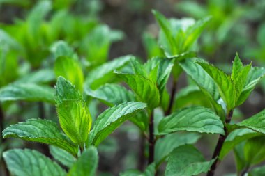 Taze yeşil nane. Bitki yetiştirme arka planı