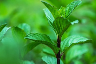 Taze yeşil nane şekeri. Bitki yetiştirme arka planı