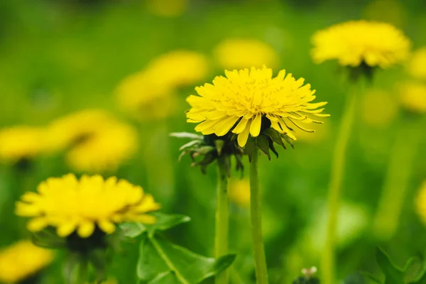 Spring Green Lawn Yellow Dandelion Flowers Spring Background — Stock Photo, Image