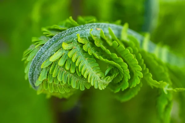 Beautiful Lose View Fresh Green Young Fern Spiral Form Shallow — Zdjęcie stockowe