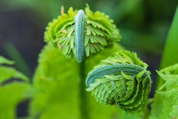 Bella Perdita Vista Fresca Felce Giovane Verde Forma Spirale Con — Foto Stock