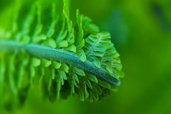 Close Uma Jovem Folha Samambaia Forma Uma Espiral — Fotografia de Stock