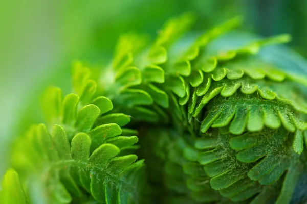 Primer Plano Una Hoja Helecho Joven Forma Espiral —  Fotos de Stock