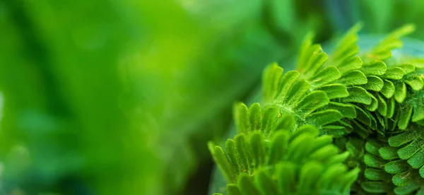 Primer Plano Una Hoja Helecho Joven Forma Espiral —  Fotos de Stock