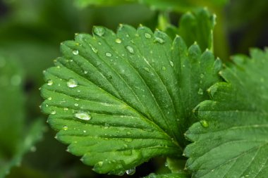 Strawberry leaves with drops of water after the rain.