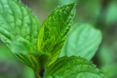 Taze yeşil nane şekeri. Bitki yetiştirme arka planı