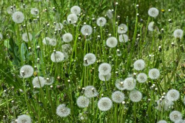 Beyaz tüylü karahindiba, doğal yeşil bulanık bahar arka planı, seçici odak