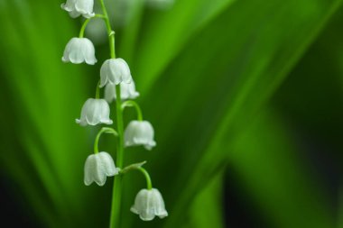 Vadinin bahar çiçeği zambağı. Vadideki Lily. Çiçek Baharı Güneşi Beyaz Yeşil Arkaplan Yatay Ekolojik arka plan Yeşil vadide çiçek açan zambak