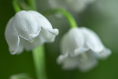 Vadinin Lily 'si, yakın plan, detaylı parlak makro fotoğraf. Bahar, mayıs, yaz kavramı. Çiçek arka planı