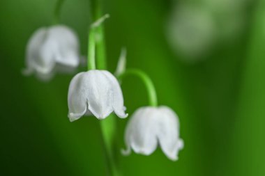Vadinin bahar çiçeği zambağı. Vadideki Lily. Çiçek Baharı Güneşi Beyaz Yeşil Arkaplan Yatay Ekolojik arka plan Yeşil vadide çiçek açan zambak