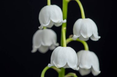 Zambak siyah arka plan üzerine izole Vadisi çiçek şube.