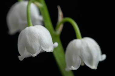 Zambak siyah arka plan üzerine izole Vadisi çiçek şube.