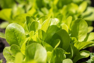 Hollanda organik ev bahçesi marul dolu, popüler ve sağlıklı yeşil yapraklı bitki.