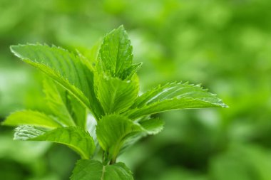 Bahçede taze nane yaprakları. nane arkaplanı