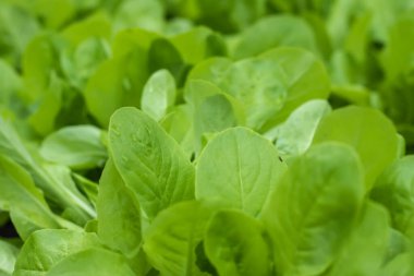 Hollanda organik ev bahçesi marul dolu, popüler ve sağlıklı yeşil yapraklı bitki.