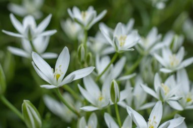 Ornithogalum çiçekleri. Bahar bahçesinde güzel bir çiçek. Bir sürü beyaz Ornithogalum çiçeği. Ornithogalum umbellatum zambak çiçek, küçük süs ve vahşi beyaz çiçek