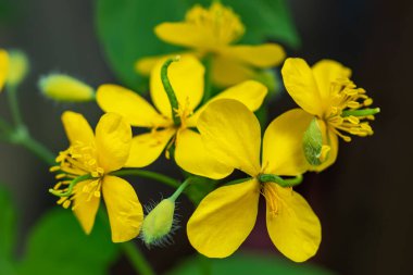 Yeşil yapraklı arka planda parlak sarı Celandine Poppy. Stylophorum diphyllum çok güzel kır çiçekleridir.,
