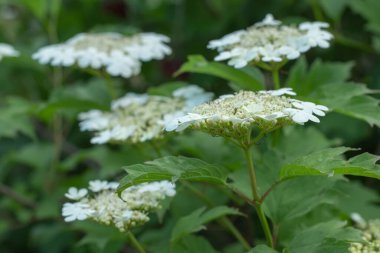 Çiçekli Guelder güzel bir akşam ışığında Viburnum Opulus 'u açtı. Yeşil arka planda çiçek açan güzel beyaz Viburnum çalısı.