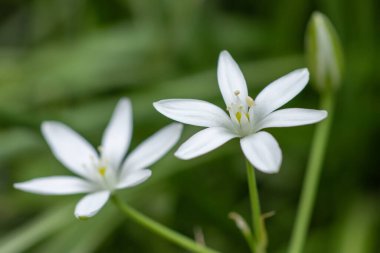Ornithogalum çiçekleri. Bahar bahçesinde güzel bir çiçek. Bir sürü beyaz Ornithogalum çiçeği. Ornithogalum umbellatum zambak çiçek, küçük süs ve vahşi beyaz çiçek