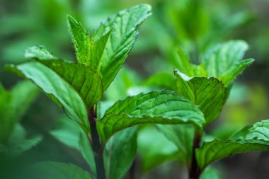 Taze yeşil nane şekeri. Bitki yetiştirme arka planı