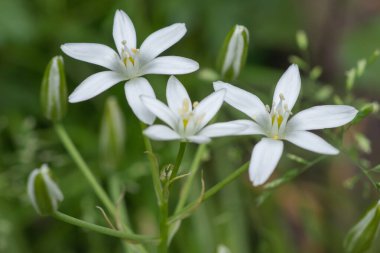 Ornithogalum çiçekleri. Bahar bahçesinde güzel bir çiçek. Bir sürü beyaz Ornithogalum çiçeği. Ornithogalum umbellatum zambak çiçek, küçük süs ve vahşi beyaz çiçek