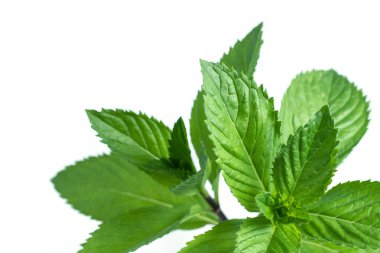 Beyaz arka planda izole edilmiş taze nane yaprakları koleksiyonu.