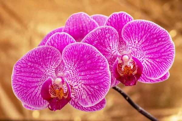 水滴付きの紫色の蘭の花の頭状花 黄金の背景のファラエンシスやファラーです 紫色の花を咲かせます 蝶蘭と呼ばれる — ストック写真