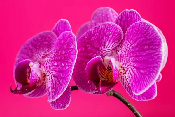 紫色の蘭の花の頭状花で ピンク色の背景に水滴の頭状花や鷹があります 紫色の花を咲かせます 蝶蘭と呼ばれる — ストック写真