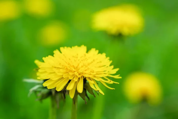 Primavera Gramado Verde Com Flores Dente Leão Amarelo Primavera Contexto — Fotografia de Stock